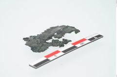 Foto von Bronzeraspel (NHMW-PRAE-025825)